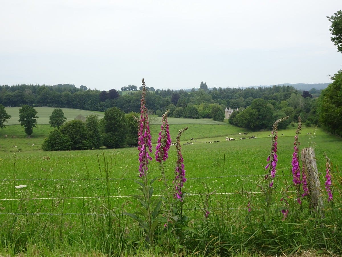 digitales et prairies