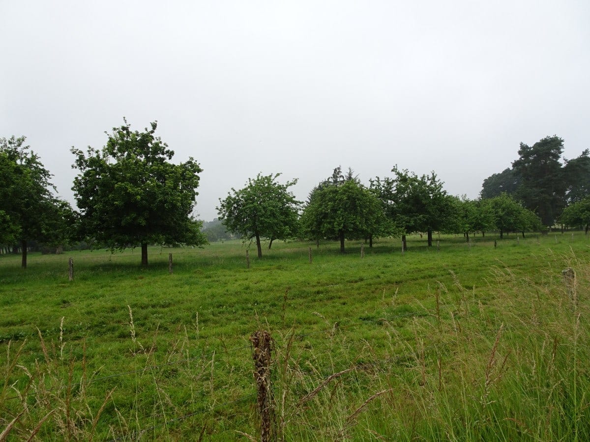 pommiers à cidre sous ciel maussade