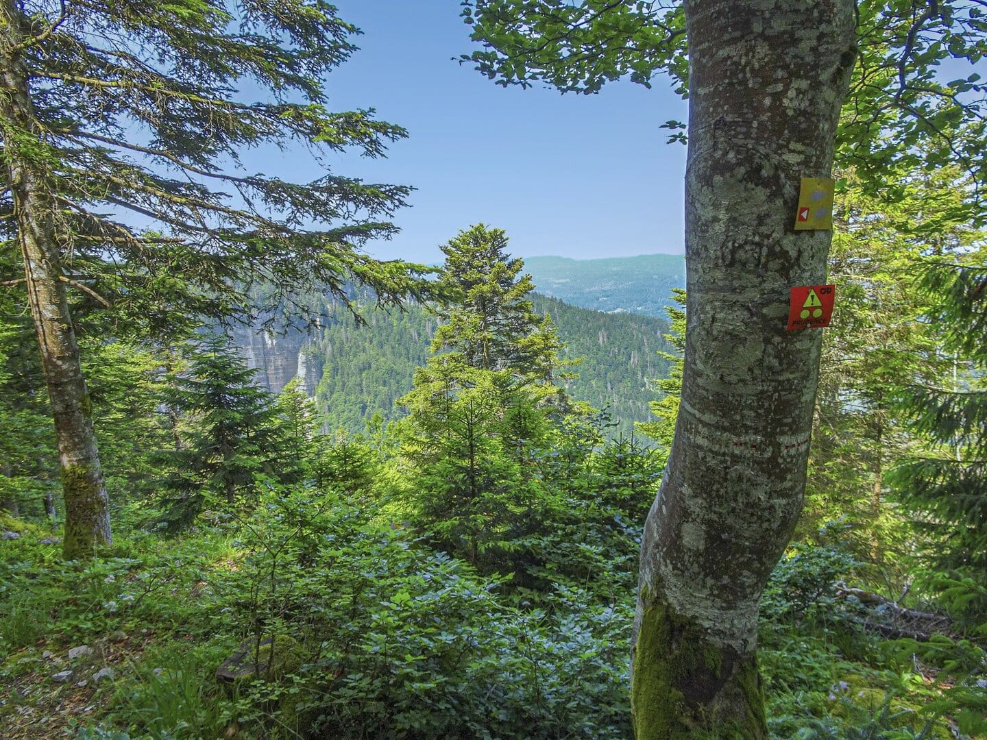 dans la forêt au-dessus de la combe d'Evuaz près de Giron